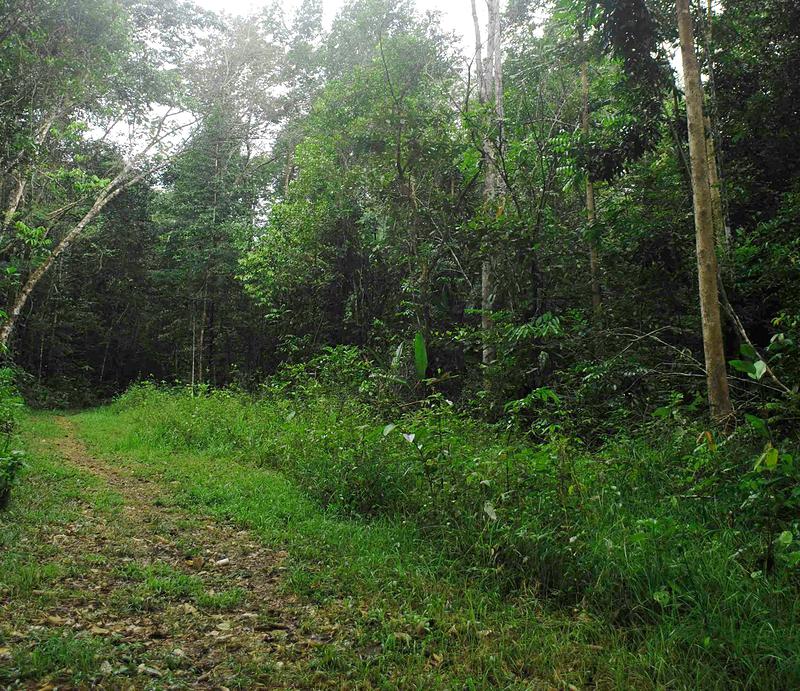 sentier de la forêt des malgaches